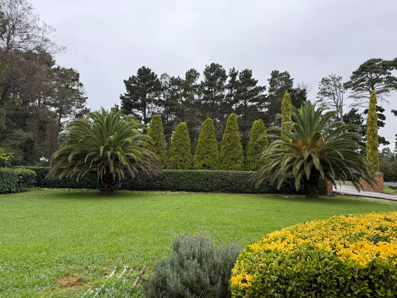Lawn, clipped hedges, palms and flowering garden beds.