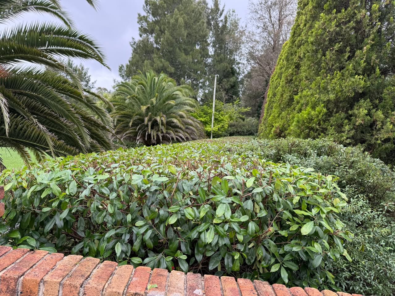 Dense hedge border and a mature palm in a Southern Highlands garden.
